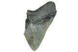 Partial Fossil Megalodon Tooth - South Carolina #277385-1